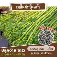 ราคา เมล็ดพันธุ์ ผักบุ้งแก้ว ผักบุ้งเย็นตาโฟ แบ่งขาย 250 เมล็ด ซื้อ 5 แถม 1 (9669869546)
