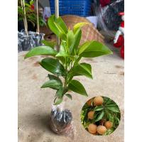 ราคา ละมุดสาลี่ยักษ์พันธุ์เตี้ย ลูกใหญ่2 3 ลูกต่อ1กิโล ต้นแข็งแรงพร้อมปลูก (15132791798)