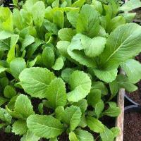 ราคา เมล็ดพันธุ์ ผักกาดเขียว ชุนฉ่าย ผักกาดเขียวกวางตุ้ง ตัวเลือก 12000 เมล็ด 10 แถม 1 คละได้ (10988056714)