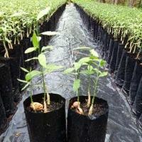 ราคา ต้นผักหวานป่าพันธุ์สีทอง ซื้อ 10 แถม1ถุง แบบกล้าเมล็ด ใน1ถุงมีผัก2หรือ3ต้น (2823126623)