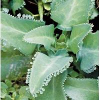 ราคา ต้น เศรษฐีพันล้าน ถ้าปลูกไว้จะร่ำรวย ทำมาค้าขึ้น กระถางดำ 2 3 นิ้ว 29บาท (6068954384)