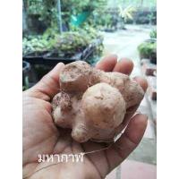 ราคา ว่านมหากาฬ หัว ต้นล้างราก ให้เลือก เพิ่มอำนาจบารมีให้กับผู้เลี้ยงช่วยป้องกันอันตรายทั้งปวง ว่านมหาการ หัวว่านมหากาฬ (14981366956)