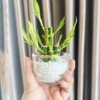 ราคา ไผ่กวนอิม พร้อมกระถางหยก ขนาดกลาง 3 นิ้ว ไม้มงคล ไม่ฟอกอากาศ ปลูกในบ้านได้ (11889319865)