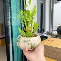 ราคา ไผ่กวนอิม พร้อมกระถางหยก ขนาดกลาง 3 นิ้ว ไม้มงคล ไม่ฟอกอากาศ ปลูกในบ้านได้ (10811492741)