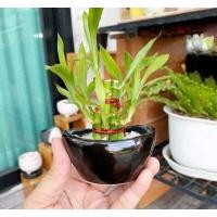 ราคา ไผ่กวนอิม พร้อมกระถางหยก ขนาดกลาง 3 นิ้ว ไม้มงคล ไม่ฟอกอากาศ ปลูกในบ้านได้ (12140123658)