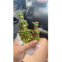 ราคา ไผ่กวนอิม พร้อมกระถางหยก ขนาดกลาง 3 นิ้ว ไม้มงคล ไม่ฟอกอากาศ ปลูกในบ้านได้ (10310755012)