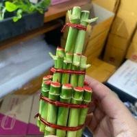 ราคา ไผ่กวนอิม พร้อมกระถางหยก ขนาดกลาง 3 นิ้ว ไม้มงคล ไม่ฟอกอากาศ ปลูกในบ้านได้ (10310755013)