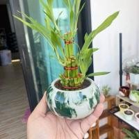 ราคา ไผ่กวนอิม พร้อมกระถางหยก ขนาดกลาง 3 นิ้ว ไม้มงคล ไม่ฟอกอากาศ ปลูกในบ้านได้ (10310755014)
