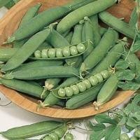 ราคา ถั่วลันเตาหวาน ถูกที่สุด10บ เมล็ดพันธุ์ถั่วลันเตาหวาน 5 เมล็ด ปลูกง่ายขึ้นไวใส่ผักสลัดอร่อย (12965364365)