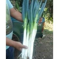 ราคา เมล็ดพันธุ์ ต้นหอมยักษ์ ต้นหอมญี่ปุ่น ต้นหอมใบใหญ่ 1100 เมล็ด 10 เเถม 1 คละได้ (8797100360)