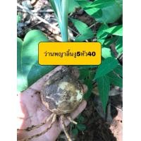 ราคา ว่านพญาลิ้นงู5หัว40ว่านกันงูมีดอกสวย (13253719463)