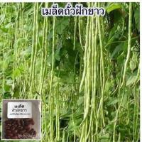 ราคา เมล็ดถั่วฝักยาว เนื้อ เมล็ดขาว 20 เมล็ด 10เเถม 1คละได้ (4153074762)