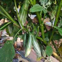 ราคา เมล็ดพันธุ์ มะเขือเปราะ ลูกรักบี้ มะเขือตอปิโด มะเขือลายลูกเล็ก มะเขือหยดน้ำ 600 เมล็ด 10 เเถม 1 คละได้ (14359065543)