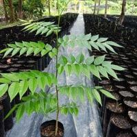 ราคา ต้นพยุงไหหลำ หรือฮวงหัวลี่ ไม้เนื้อดีราคาสูง สูง50 70เซนฯ (3071760802)