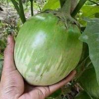 ราคา มะเขือยักษ์ สีเขียว ถูกที่สุด 10 บ 20 เมล็ด 1 2กิโล ลูก งอกง่าย โตไว ลูกใหญ่ยักษ์ ทานอร่อย (12974227802)