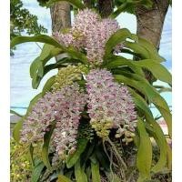 ราคา กล้วยไม้ช้างกระ ขนาด 4 คู่ใบดอกสีขาวชมพู ภาพปกตัวอย่างดอก มีกลิ่นหอม ออกดอก เดือน ธ ค ม ค 1 ต้น พฤกษา14 (12035664267)