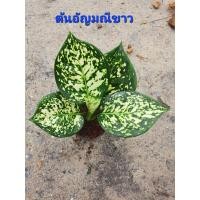 ราคา ต้นอัญมณีขาว (15176569487)