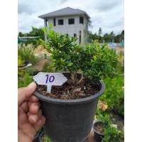 ราคา หลินซาน ม่วงเจริญ กระถาง 6 บอนไซ ต้นไม้แคระ ต้นไม้จิ๋ว เพรมน่าไต้หวัน เพรมน่าใต้หวัน หมากเมเปิ้ล สนดำ เมเปิ้ล (13165919811)