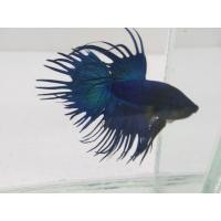 ราคา ปลากัด คาวเทล ปลากัดหม้อ ปลากัดจีน สุ่มสี อายุ 3 เดือน (16414231366)