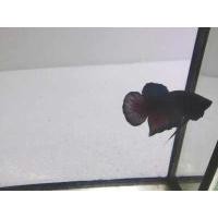 ราคา ปลากัด คาวเทล ปลากัดหม้อ ปลากัดจีน สุ่มสี อายุ 3 เดือน (16418805756)