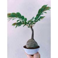 ราคา Phyllanthus Mirabilis ไม้มงคลหายาก มะยมเงินมะยมทอง ไม้โขดเสริมบารมี เรียกทรัพย์ นำโชค (8717194027)