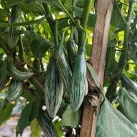 ราคา เมล็ดพันธุ์ มะเขือเปราะ ลูกรักบี้ มะเขือตอปิโด มะเขือลายลูกเล็ก มะเขือหยดน้ำ 600 เมล็ด 10 เเถม 1 คละได้ (9471897657)