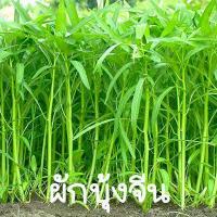ราคา ผักบุ้งจีน ถูกที่สุด 10 บ เมล็ดพันธุ์ผักบุ้งจีน 100เมล็ด เมล็ดผักบุ้งจีน ปลูกง่าย ขึ้นไว (14879506209)