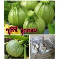ราคา เมล็ดพันธุ์ ซูกินีลูกกลม แตงซูกินีลูกกลม ซูกินี ราคาถูก ปลูกง่าย 10 แถม 1 คละอย่างได้ (10034065946)