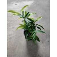 ราคา ไม้แหย่แย้ ว่านเทวบุตร ไม้มงคลประจำบ้าน กระถาง4 (12886854802)