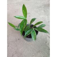 ราคา ไม้แหย่แย้ ว่านเทวบุตร ไม้มงคลประจำบ้าน กระถาง4 (12886854801)