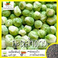 ราคา เมล็ดพันธุ์ กะหล่ำดาว 250 เมล็ด Brussels sprouts Seed เมล็ดพันธุ์แท้100 นำเข้าจากต่างประเทศ ปลูกผัก สวนครัว ผัดกะหล่ำ (2939824661)