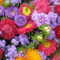 ราคา ดอกแอสเตอร์ ถูกที่สุด10 บ เมล็ดพันธุ์ดอกแอสเตอร์ 30 เมล็ด Aster นำเข้าจากต่างประเทศ คละสี ปลูกง่าย ขึ้นไว (13247379610)