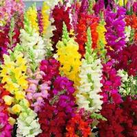 ราคา ดอกลิ้นมังกร ถูกที่สุด10บ เมล็ดพันธุ์ดอกลิ้นมังกร50 เมล็ด ปลูกง่าย ขึ้นไว ดอกสวยงาม (12691017687)