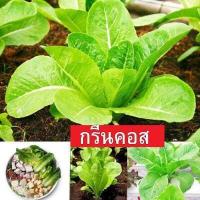ราคา กรีนคอส ถูกที่สุด10บ ผักสลัดกรีนคอส100เมล็ด งอกดี ทานอร่อย (12877320854)
