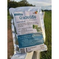ราคา กำจัดเพลี้ยทุกชนิด เพลี้ยอ่อน เพลี้ยไก้แจ้ บิวเวอร์เรีย ชนิดผงพร้อมใช้ 100 500 กรัม (16334520549)