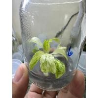 ราคา Philodendron giganteum var คัดด่างพิเศษ ไม่ต้องลุ้น ฟิโลเดนดรอนหูช้างด่างขาว ถูกที่สุด (15654663332)