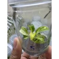 ราคา Philodendron giganteum var คัดด่างพิเศษ ไม่ต้องลุ้น ฟิโลเดนดรอนหูช้างด่างขาว ถูกที่สุด (16948017957)