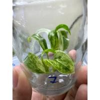 ราคา Philodendron giganteum var คัดด่างพิเศษ ไม่ต้องลุ้น ฟิโลเดนดรอนหูช้างด่างขาว ถูกที่สุด (15654663333)