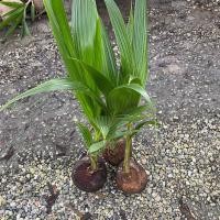 ราคา มะพร้าวน้ำหอมบ้านแพ้วต้นเตี้ย จำนวน 1 ต้น สูง 30 40 เซน (16993865743)