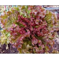 ราคา เมล็ดพันธุ์ ผักกาดหอม ผักกาดหอมแดง 1000 เมล็ด 10 เเถม 1 คละได้ (10697425081)