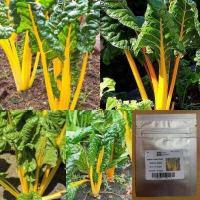 ราคา เมล็ด เมล็ดสวิสชาร์ด สีเหลือง Golden Swiss Chard Yellow สวิสชาร์ด สวิสชาร์ต เมล็ดผัก เมล็ดพันธุ์ (9561932590)