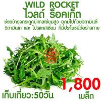 ราคา ค่าส่งถูก ถาดเพาะกล้า 60หลุม 104หลุม ถาดเพาะชำ ถาดเพาะต้นกล้า ถาดเพาะต้นอ่อน ถาดเพาะเมล็ด ถาดเพาะปลูกผัก แบ่งขาย สั่ง 4ชิ้นขึ้นไป (16596945174)