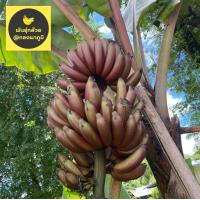 ราคา หน่อกล้วยนาคแดง กล้วยนาคแดง (16330120705)