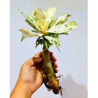 ราคา ต้นชวนชม ใบด่างกระจายลายหินอ่อน กระถาง 6 นิ้ว ส่งแบบเปลือยราก Dorset Adenium ต้นไม้แข็งแรงทุกต้น ดอกชมพูเล็ก 1 ชั้น (6705050802)