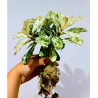 ราคา ต้นชวนชม ใบด่างกระจายลายหินอ่อน กระถาง 6 นิ้ว ส่งแบบเปลือยราก Dorset Adenium ต้นไม้แข็งแรงทุกต้น ดอกชมพูเล็ก 1 ชั้น (14222825670)