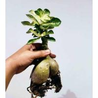 ราคา ต้นชวนชม ใบด่างกระจายลายหินอ่อน กระถาง 6 นิ้ว ส่งแบบเปลือยราก Dorset Adenium ต้นไม้แข็งแรงทุกต้น ดอกชมพูเล็ก 1 ชั้น (14222825671)