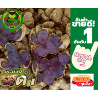 ราคา กระชายดำ ขุดสดๆจากสวน 1กิโล กระชายดำ กระชายดำหัวสด กระชายดำแท้100 กระชายดำแคปซูล กระชายดำผสมโสม กระชายดำผง กระชายดำอบแห้ง กระชายดำสดๆ กระชายดำผู้ชาย กระชายดำสดแท้ (16322560270)