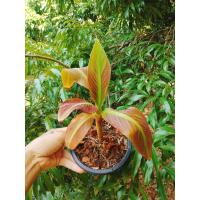 ราคา กล้วยแดงอินโด กล้วยด่างแดงอินโด (17116034604)