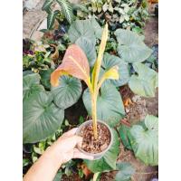 ราคา กล้วยแดงอินโด กล้วยด่างแดงอินโด (17288758183)