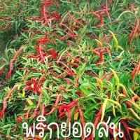 ราคา พริกยอดสน ถูกที่สุด10บ เมล็ดพันธุ์พริกยอดสน 30 เมล็ด ปลูกง่าย พุ่มใหญ่ เผ็ดจี้ด (10723478598)